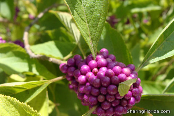 Beautberry – Purple Berry Plant