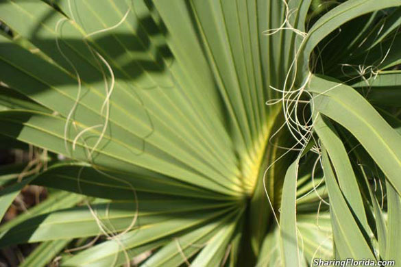 Cabbage Palm – Sabal Palm Tree