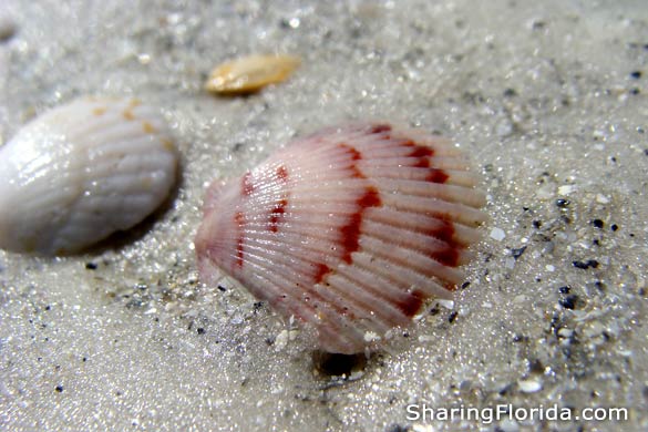 Beach Shells in Florida