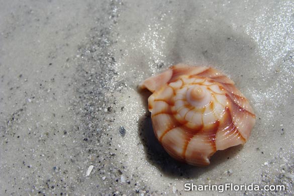 Spiral Shell in Florida