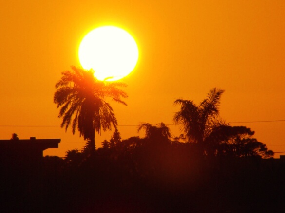 Orange Sunset and Palm Tree in Florida